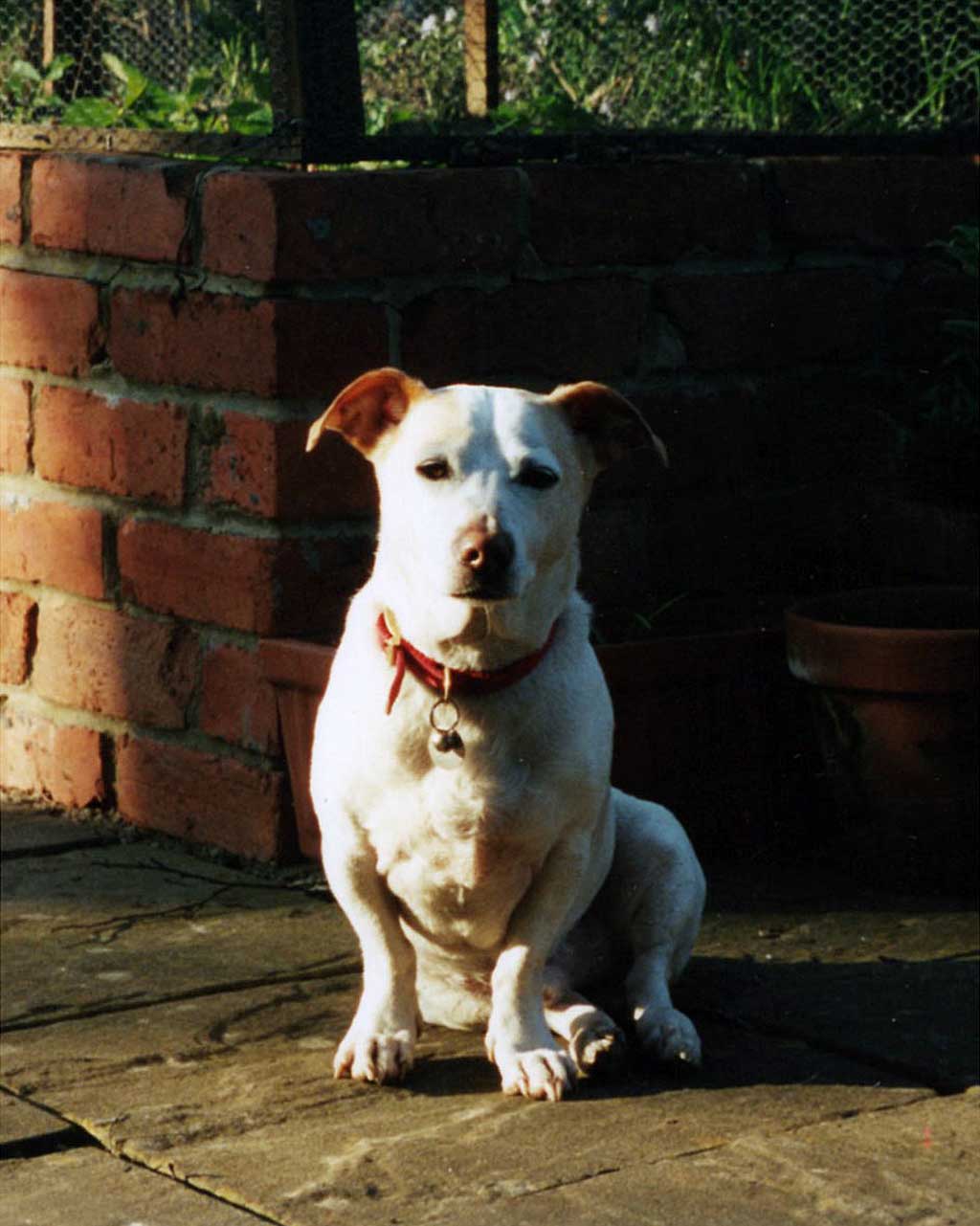 jack dog
