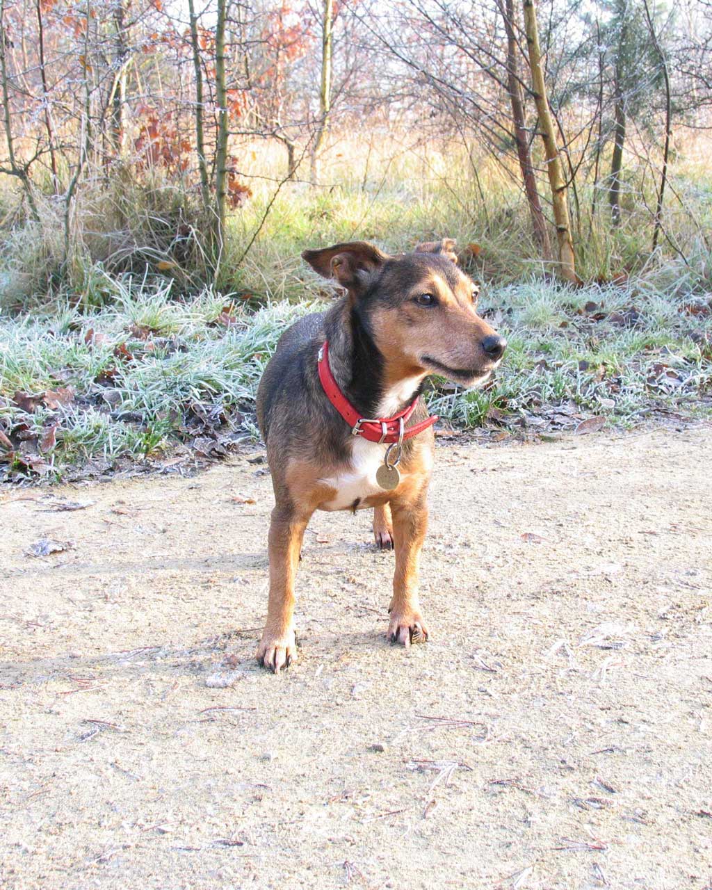 jill dog